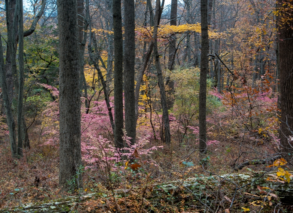 Ted Stiles Preserve at Baldpate Mountain