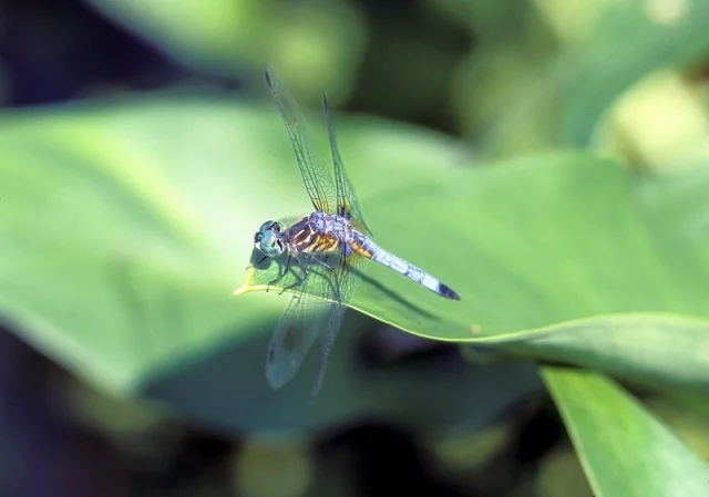 Abbott Marshlands: Northern Community Park