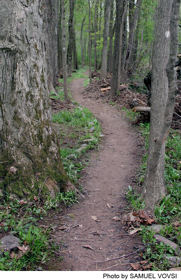 Greenway Meadows – Stony Brook Trails